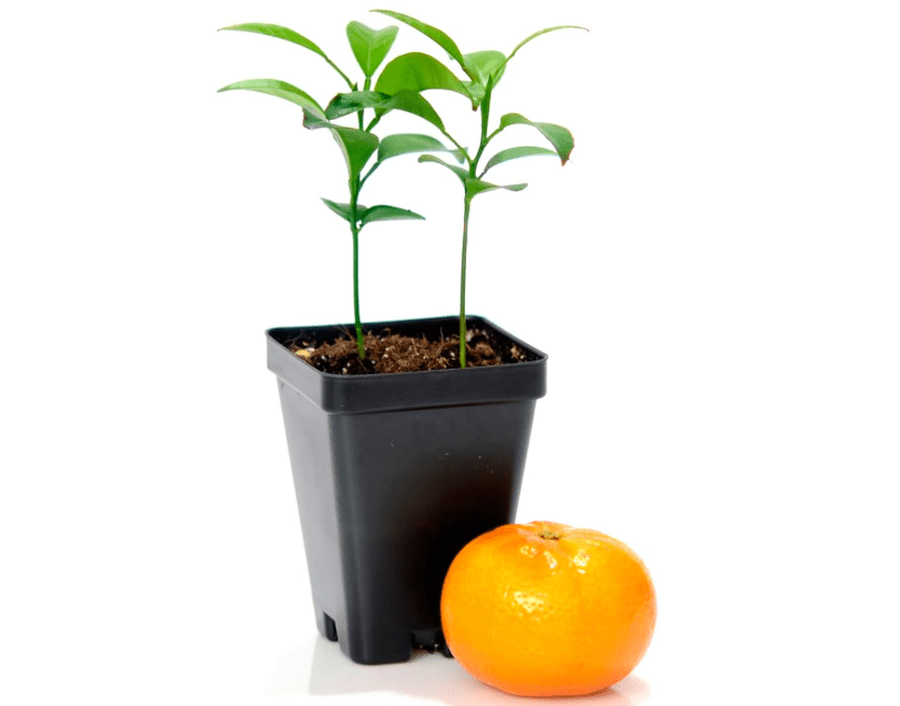 
Gerald Winters and Son Satsuma Mandarin Tree - Pot of 2 Starter Plants. Citrus unshiu. 3
