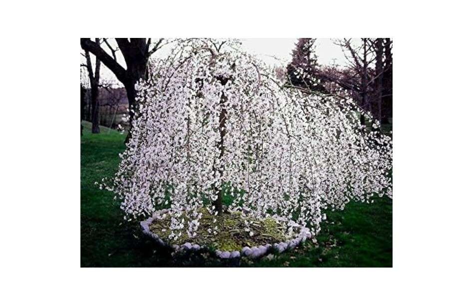 Weeping Cherry Tree - Live Plant - 6-12" Tall Seedling - 3" Pot - Ships Potted - *No Shipping to C.A