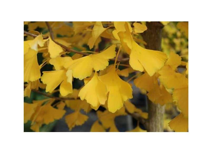 Ginkgo Biloba Autumn Gold 1 - Year Graft