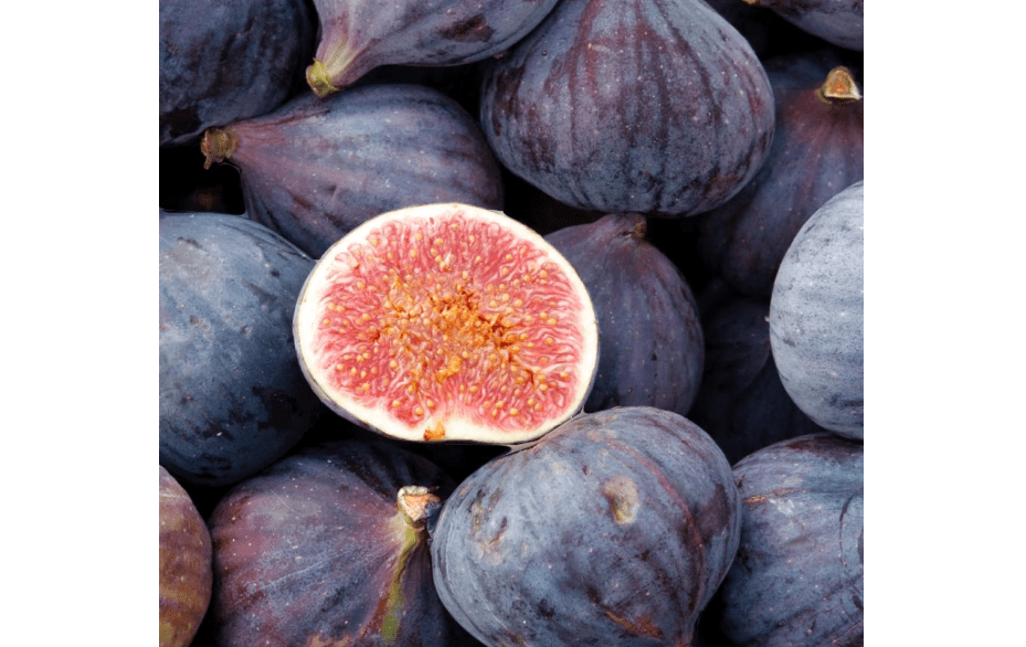 LSU Purple Fig - Ficus carica by Japanese maples and evergreens - Sweet Fig Tree - Fruit Producer - Medium-Sized Figs - Glossy Dark Purpl