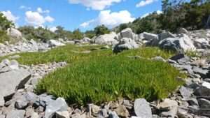 Best Grass for Rocky Soil