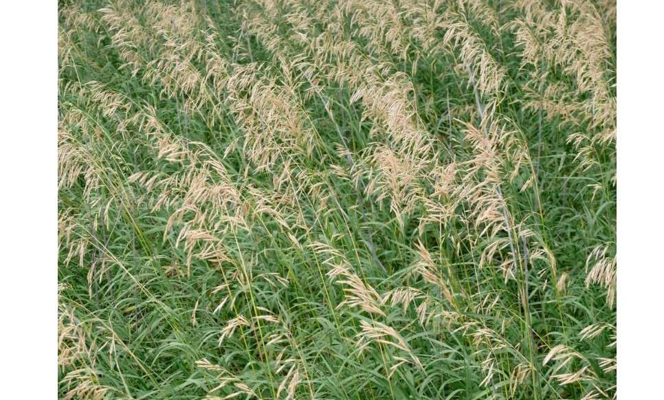 Smooth Brome Grass Seeds for Planting - Easy to Grow Bromegrass (5 Pounds)