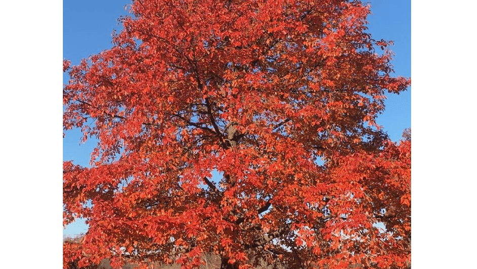 
Blackgum Tree Seeds for Planting (30 Seeds) - Nyssa sylvatica