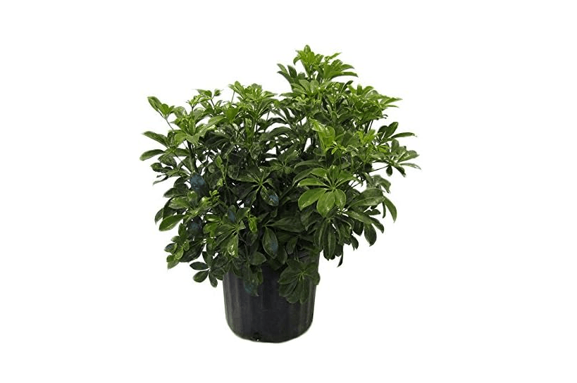 American Plant Exchange Schefflera Arboricola – 10-Inch Pot – Live Easy Care Tropical Shrub, Outdoor or Indoor Umbrella Plant for Patios, Landscapes,