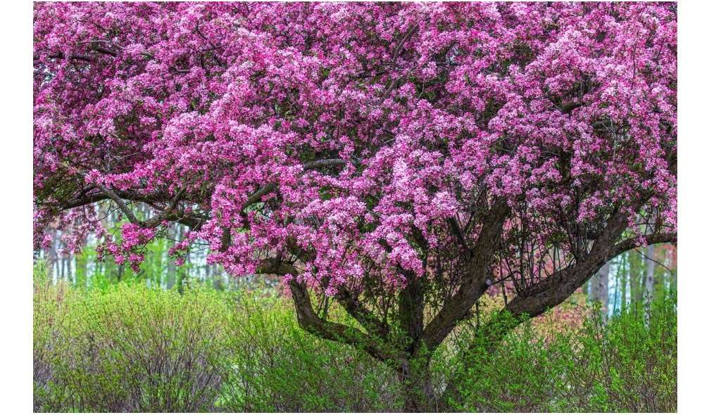 Zumi Crabapple Tree Seedlings for Planting - Grow Fruit Trees (3 Seedlings)