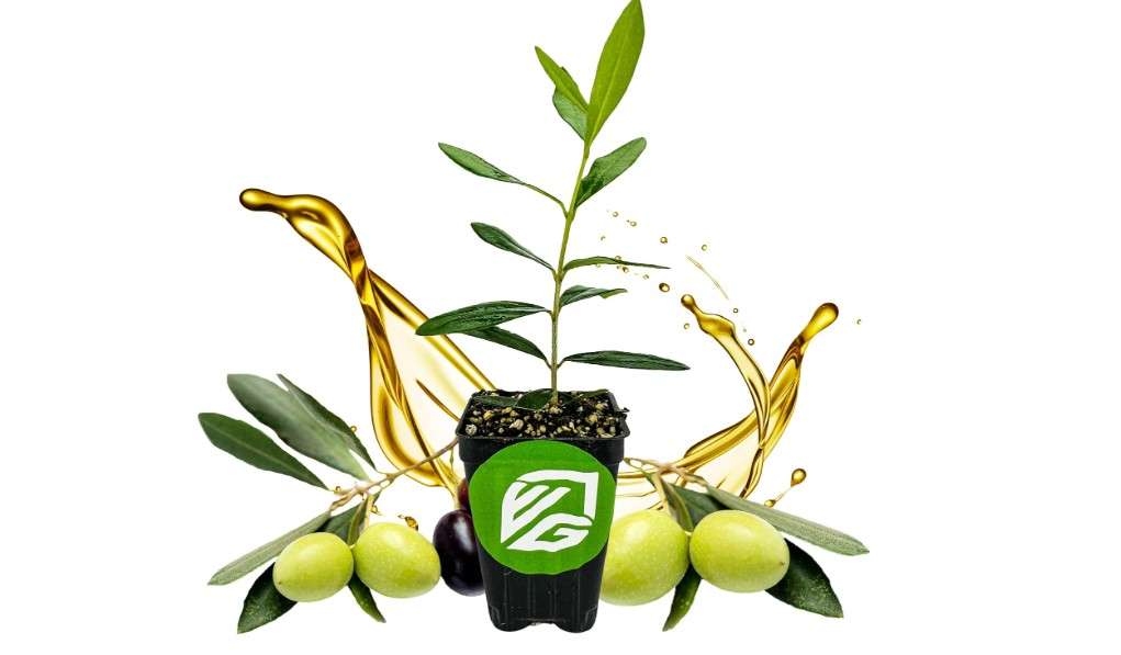 Leccino Olive Tree - Olea europaea by Wellspring Gardens - Fast-Growing Live Plant, Fruit-Bearing, Drought-Tolerant, Easy-Care, Olive Oil Producing,... 