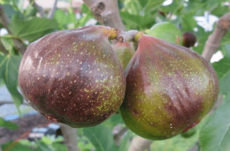 
Olympian Fig Tree Ficus Carica Live Plant Very Sweet - Cold HardyBest Gift