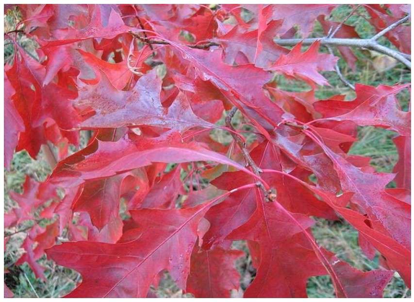 Scarlet Oak Tree Seeds for Planting | Scarlet Oak is Prized for Attractive Look and Wood (5 Seeds)