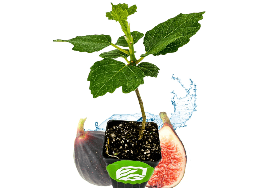 Violette de Bordeaux Fig Tree Live Plant - Ficus carica - Wellspring Gardens - Live Starter Fruit Plant for Your Indoor or