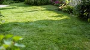 Best Grass Seed Mixture