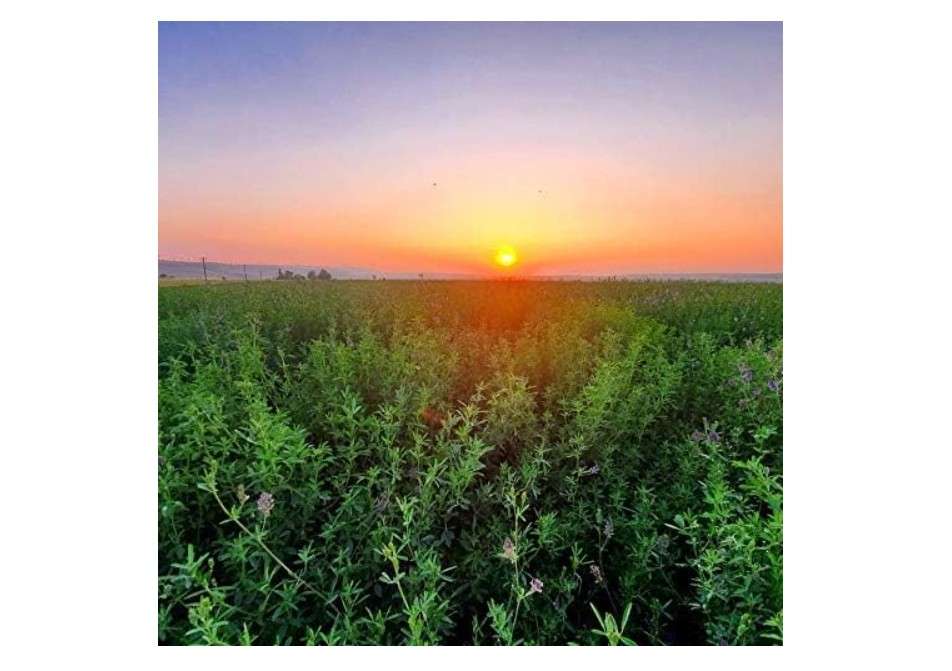 Alfalfa Seeds- Farmer Direct USA Grown- Premium Clean Alfalfa Seed - 25 LBS - High Germination, Conventional Alfalfa Seed -Garden Seed, Cover Crop, Field...