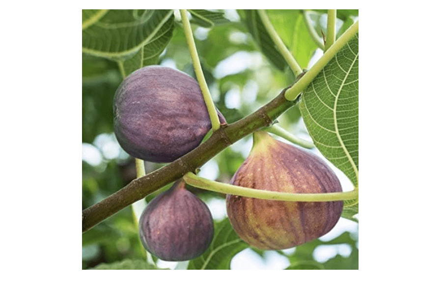 Brown Turkey Fig - Live Plant - (1 QT)