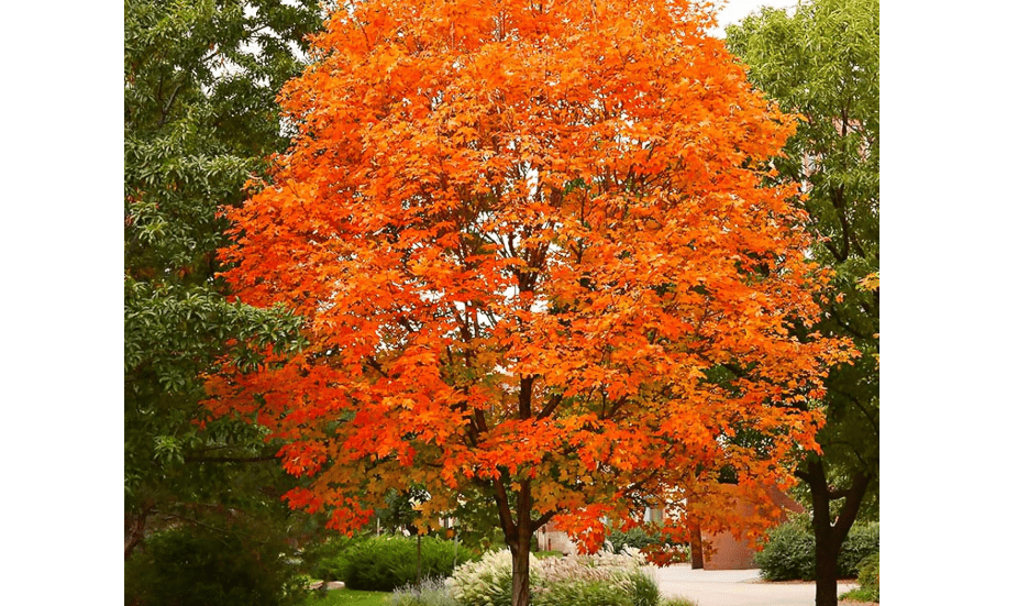 
50Pcs Sugar Maple Tree Seeds Deciduous Acer Saccharum Rock Maple Seeds for Garden Outdoor by QAUZUY GARDEN