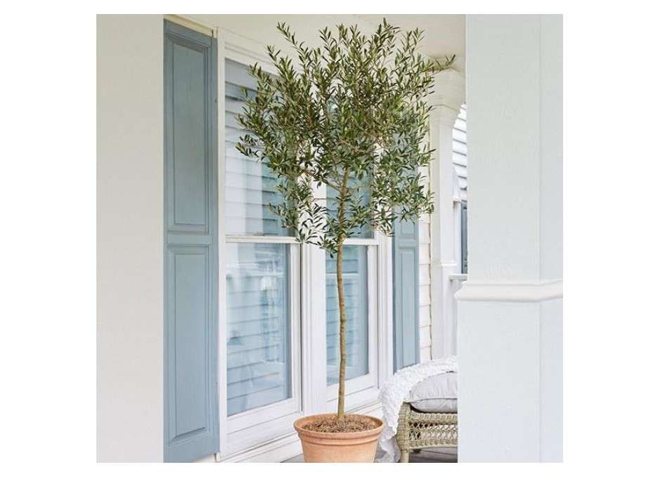 Brighter Blooms - Arbequina Olive Tree, 2-3 ft. - No Shipping to AZ 