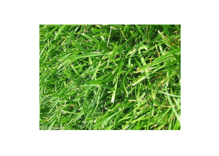 Argentine Bahia Grass Seeds "Premium Grade" 1 Lbs - 350 Sqft