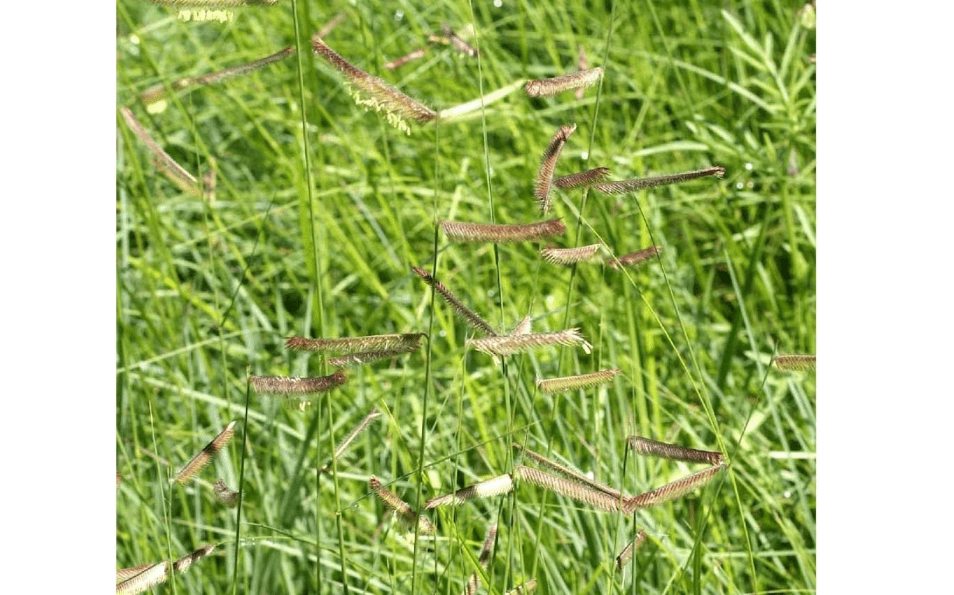 Everwilde Farms - 1/4 Lb Blue Grama Native Grass Seeds - Gold Vault