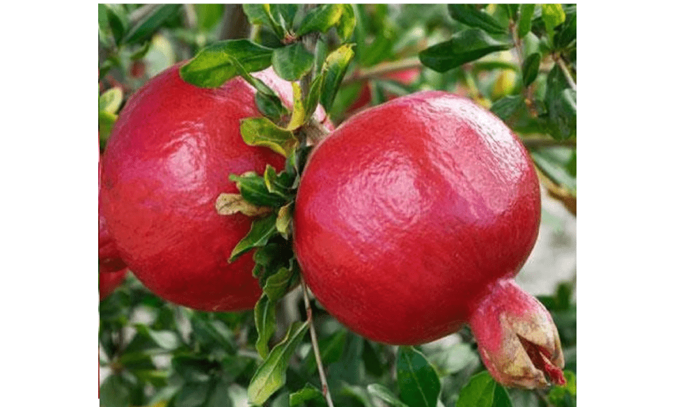 
Pomegranate 'Wonderful' (Punica Granatum) - 2 inch Pot Live Plant - Grown in California.