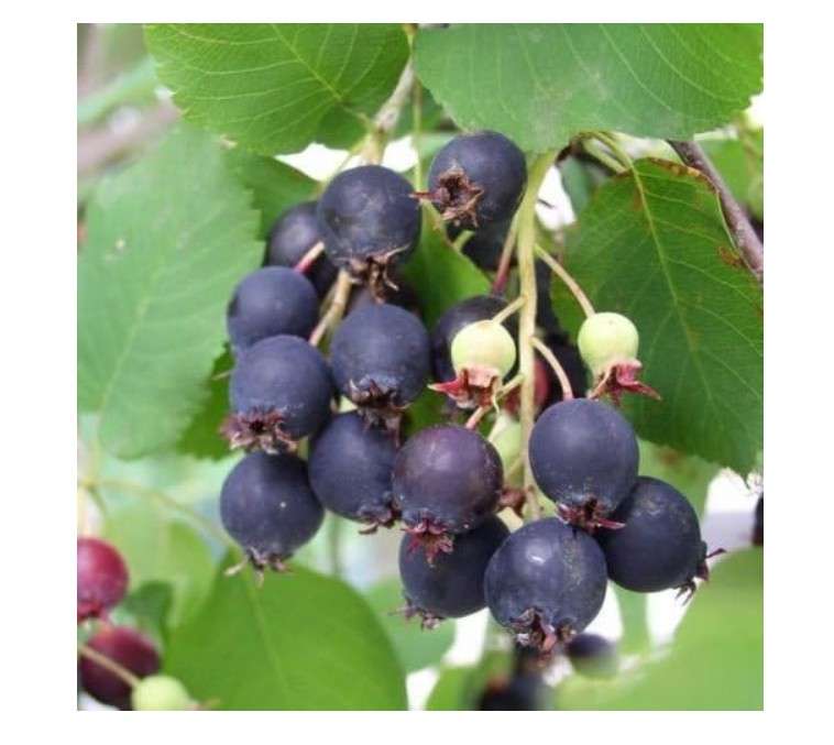Saskatoon Serviceberry, Amelanchier alnifolia, Seeds (Edible, Fall Color, Hardy) 30