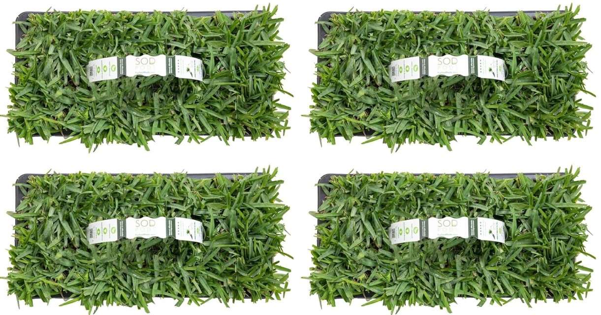 SodPods® St. Augustine Palmetto Grass Plugs for Lawn Repair, 3" x 3" Each (32-Count) – Cannot Ship to California/Arizona
