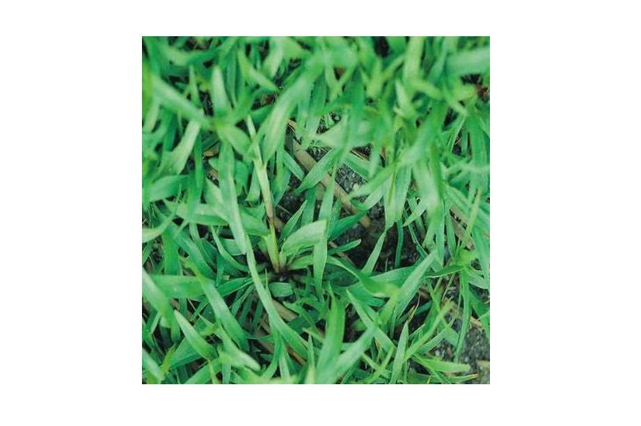 Carpetgrass Seeds Coated 2 Lbs (Carpet Grass Seed)