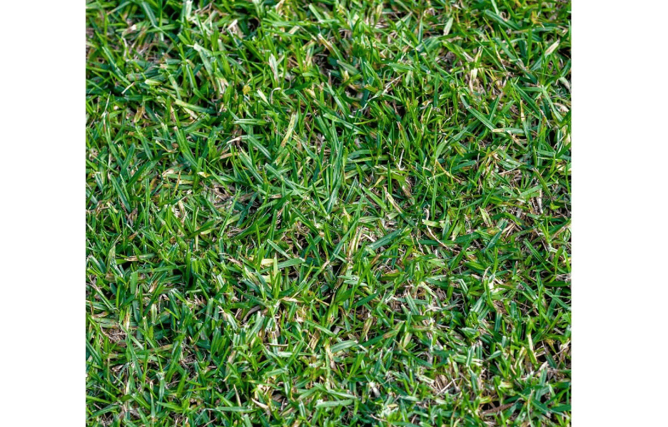 Everwilde Farms - 1 Lb Buffalo Grass Native Grass Seeds - Gold Vault