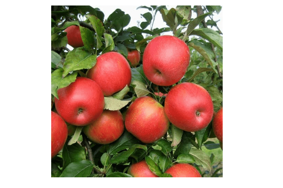 
Honeycrisp Apple Tree, 2 Feet Tall, Bare Root, USDA Zones 5-9, White Flowerin