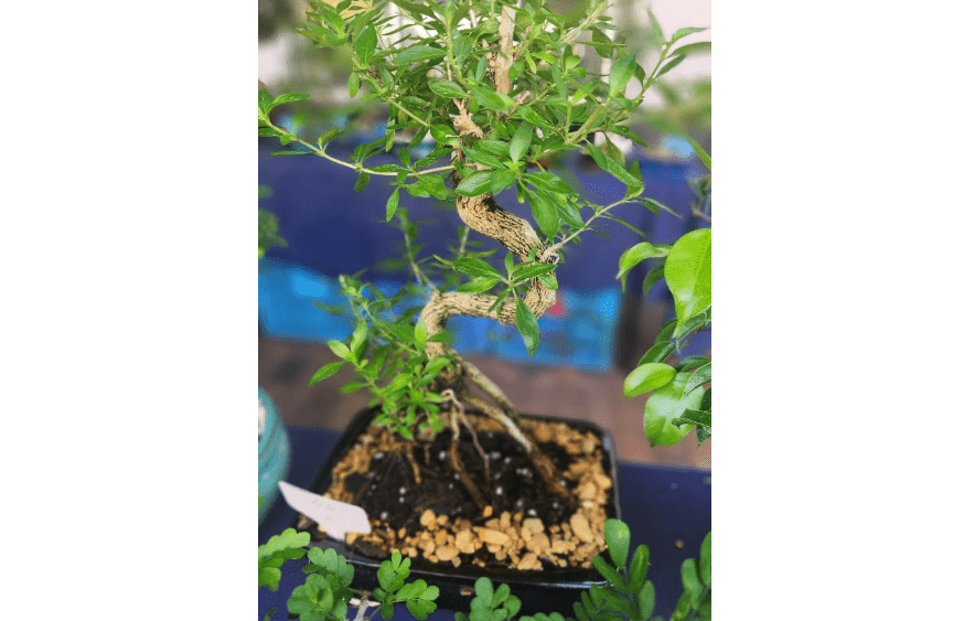indoorbonsaiandexotics Serissa Bonsai Tree