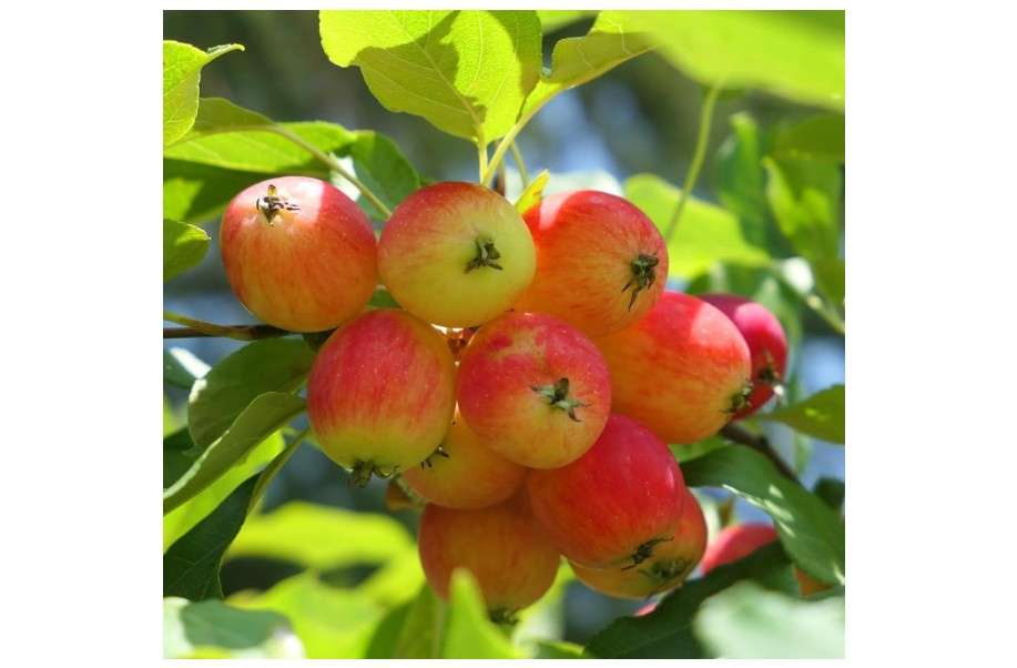 Crabapple Tree Seedling for Planting - Grow a Fruit Tree (One Healthy Seedling)