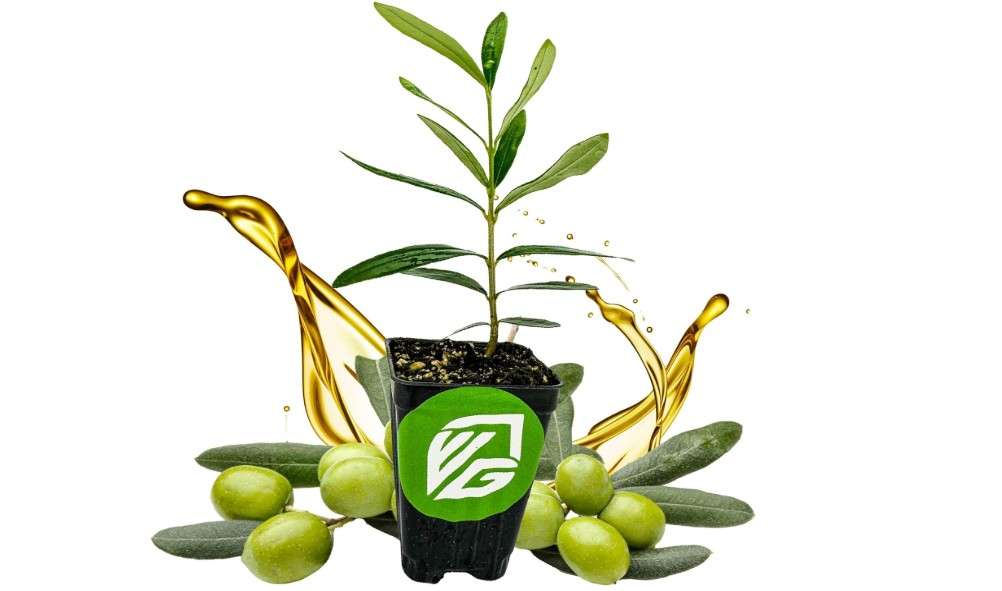 Coratina Olive Tree - Olea Europaea by Wellspring Gardens - Italian Olive, Cross-Pollination, Drought-Resistant, Gourmet Cooking Ingredient, Landscape... 