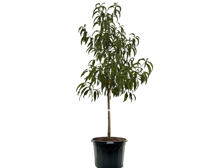 Flordaprince Peach Tree, Southern Variety, Low Chill Hours, Delicious Peaches, Early Harvest, 3-4 ft Tree Height, 7 gal Nursery Pot (Due to Agricultural