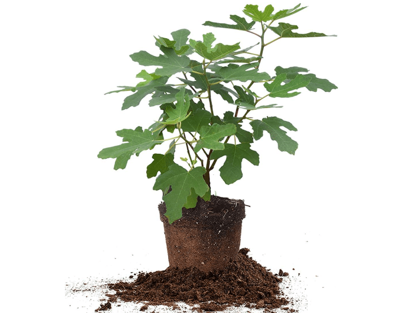 Chicago Hardy 1 Gallon