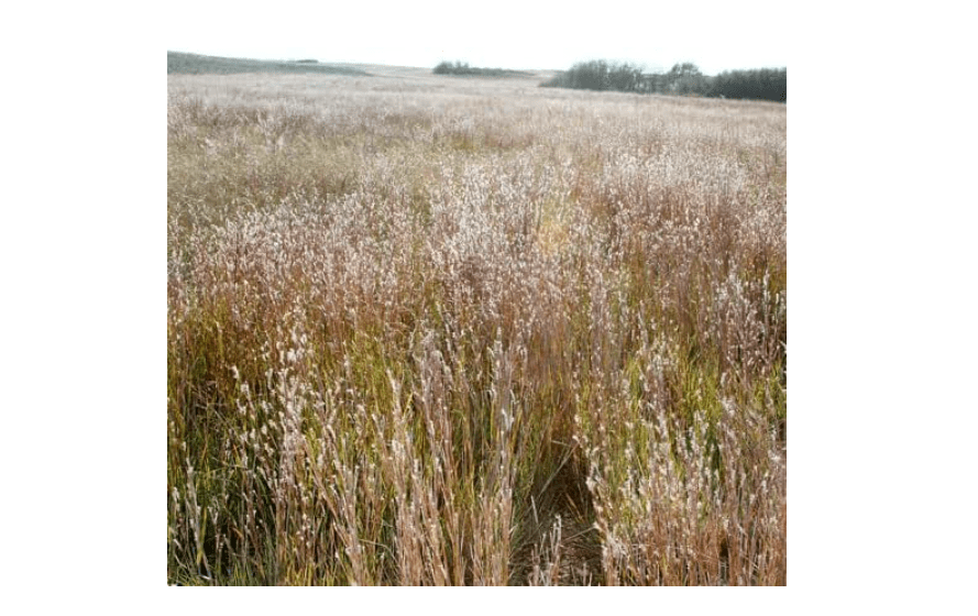 Outsidepride Southeast Native Grass Seed Mix - 5 lbs. Perennial Drought-Tolerant Blend of Warm & Cool Season Grass Seeds for Southern Lawns, Ideal for.