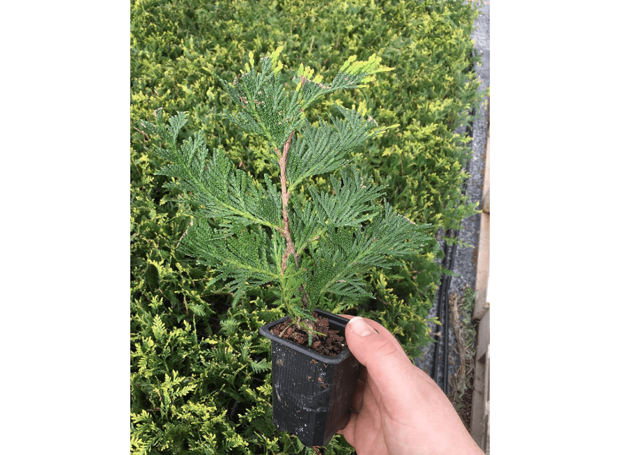 
10 Thuja Green Giant Arborvitae 8-12" tall tre