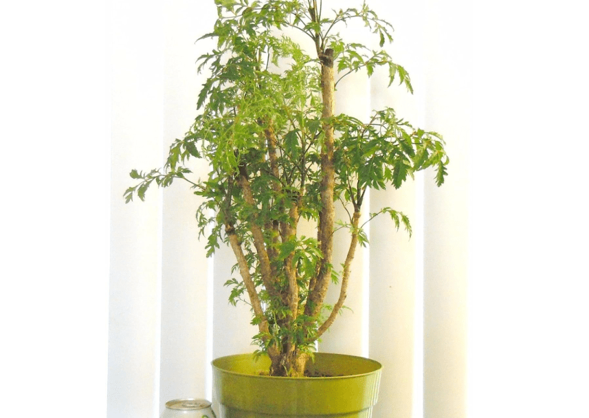 9EzTropical - Japanese Ming Aralia Tree - Polyscias fruticosa - Indoor - 6" Pot - Large Trunk