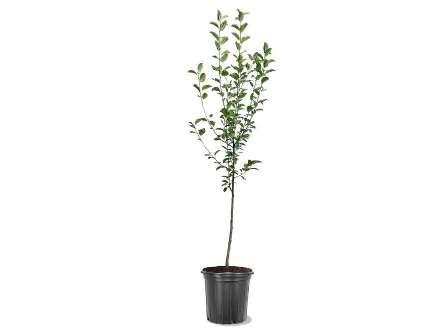 American Plant Exchange Crabapple Tree 'Sugar TYME' – Live Flowering Ornamental Tree, 7-Gallon Pot, Cold Hardy, Fragrant White Blossoms and Red...
Tree 'Sugar TYME' – Live Flowering Ornamental Tree, 7-Gallon Pot, Cold Hardy, Fragrant White Blossoms and Red...