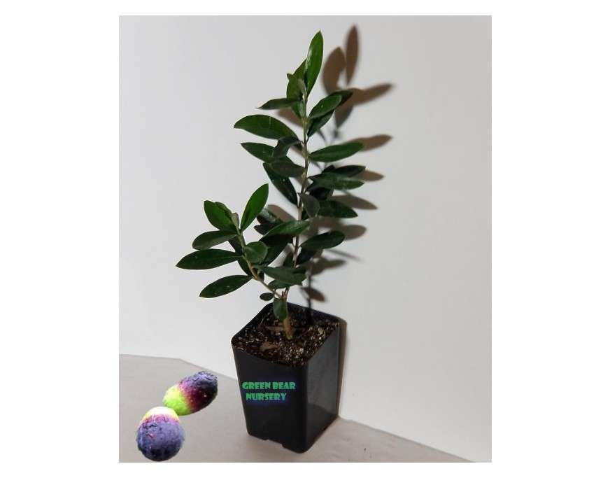Mission Olive Tree Live Plant Cold Hardy Fruiting Olive Tree " 8" to 12" Tall Starter Plant Ships Potted (Starter Tree) 