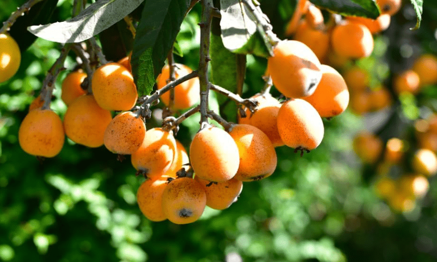 
Loquat Shrub Seeds for Planting - Eriobotrya Japonica (5 Seeds)