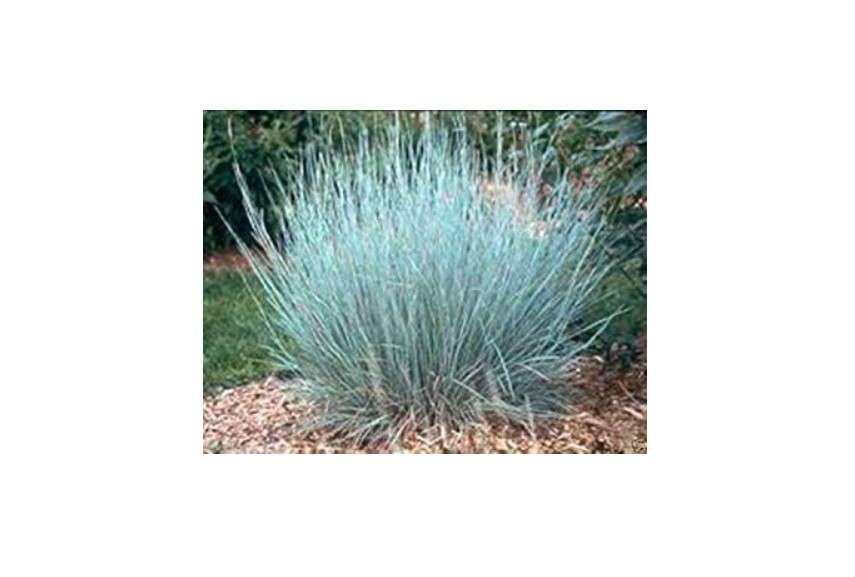 100 Little Bluestem Ornamental Grass Seeds for Planting - Schizachyrium scoparium
