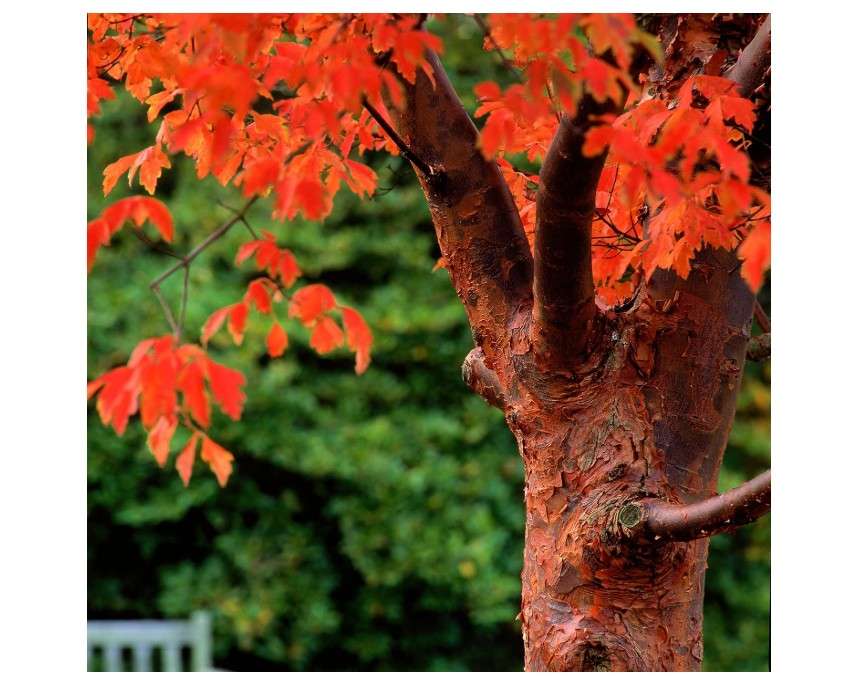 Paperbark Maple Tree Seeds for Planting - Stunning Peeling Cinnamon Colored Bark - Acer griseum (20 Seeds)