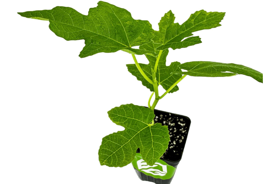 Celeste Fig Tree Live Plant - Honey/Sugar Fig - Ficus carica by Wellspring Gardens - Starter Plant Ideal for Gardens & Containers - Great for Indoor.