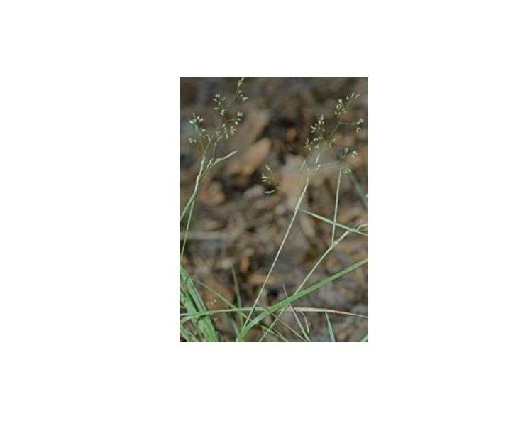 Upland Bentgrass (Agrostis perennans), Seed Packet, True Native Seed
