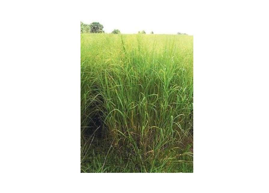 Switchgrass - Cave-in-Rock (Panicum virgatum), ~500 Seeds in Packet, True Native Seed