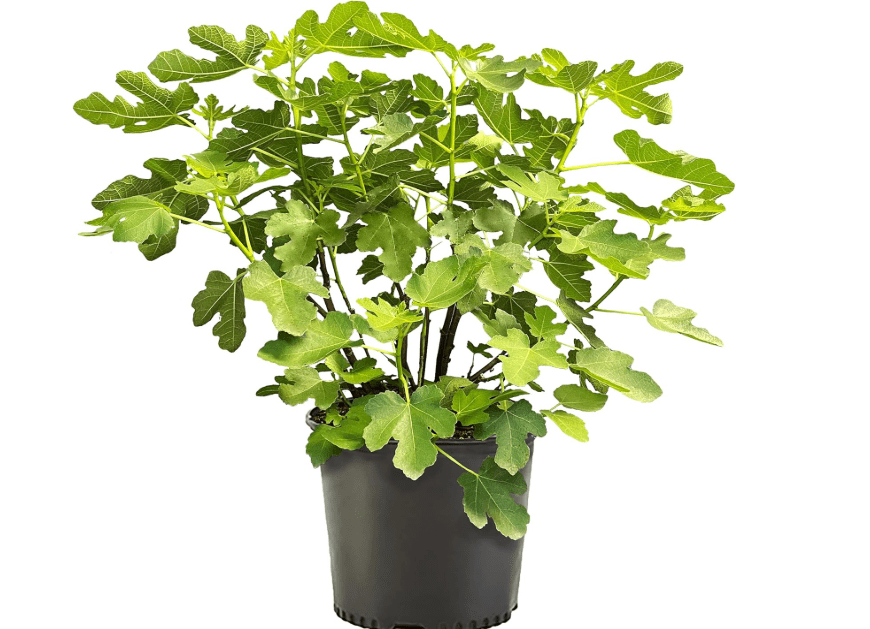 1 Gallon Fig Brown Turkey Shrub