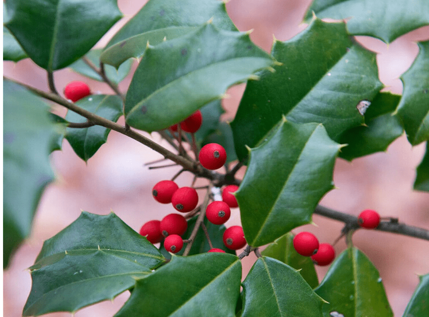 Rare Plant Tree Seeds 30+ American Holly Seeds (Ilex opaca Southern)