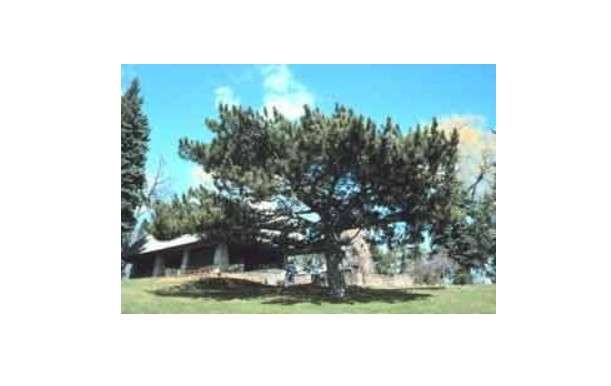 Pinus nigra: Austrian Pine Seeds
