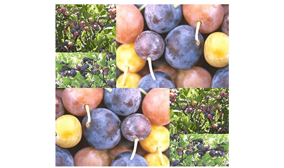  100 x Beach Plum Shrub Prunus maritima Seeds Zone 3-7 Cold Hardy Bite Size - Shrub only gets 4-8' Tall