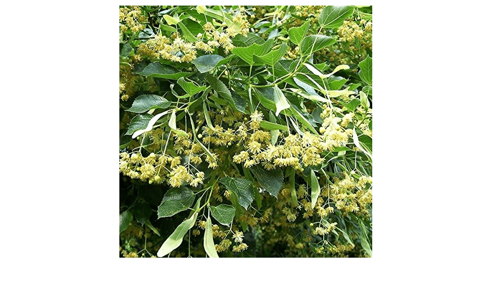  Palm Beach Medicinal Herbs - American Linden Tree (Tilia Americana) - Packet of 2 Seeds