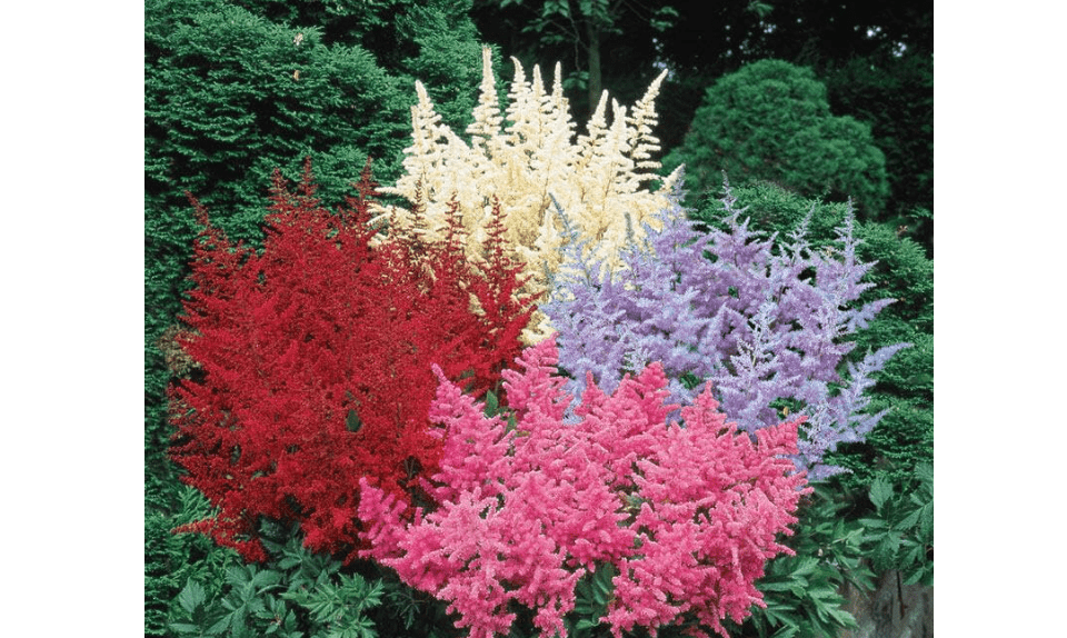 
Votaniki Astilbe Mix Roots- Astilbe Mixed Colors | Perennial Astilbe Flower, Nonstop Blooms, Large Astilbe Flowers | Hardy, Long-Lived, Perfect for Borders