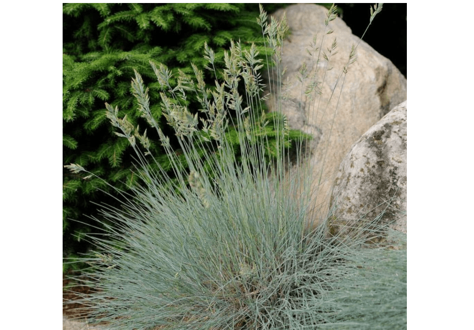 Festuca glauca 'Elijah Blue' (Blue Fescue)