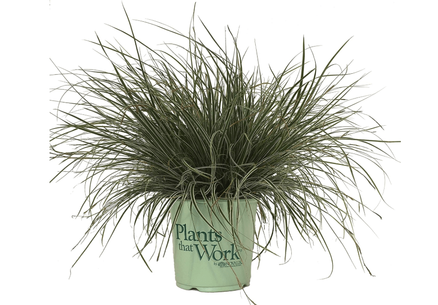 Plants That Work Everest Sedge